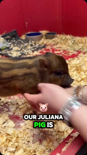 Video post from njexoticpets.
