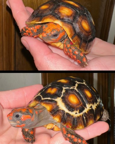 Photo post from carapacecritters.