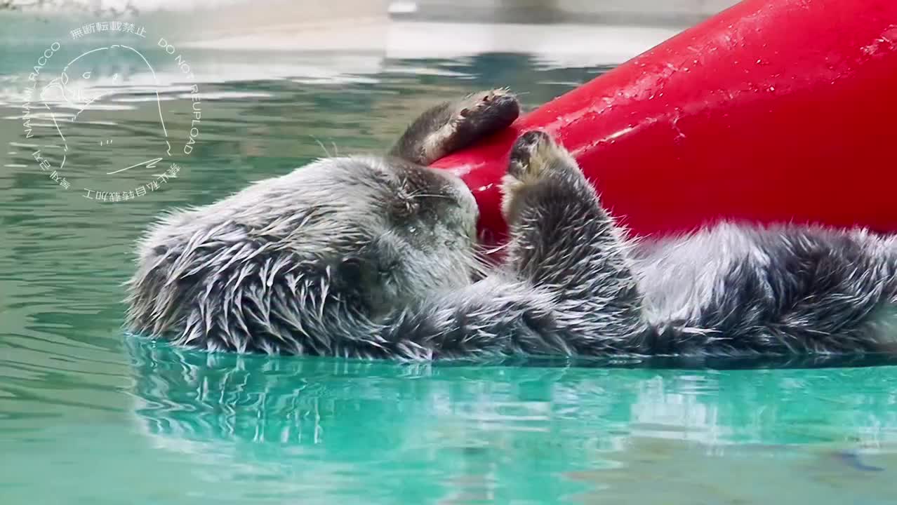 Video post from nanami_racco.