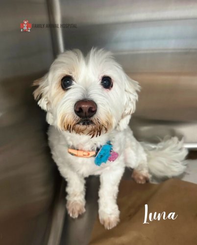 Photo post from familyanimalhospitalcm.