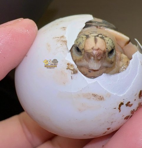 Photo post from carapacecritters.