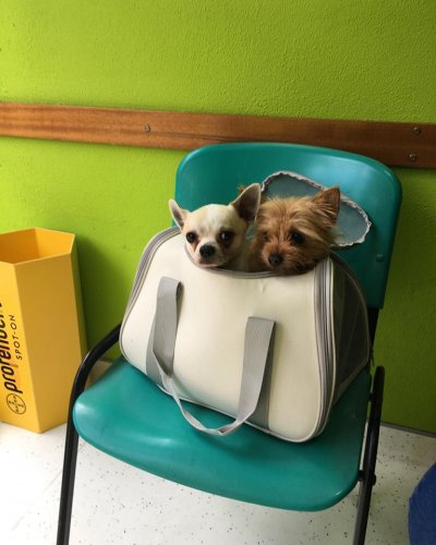 Carousel post from clinica_veterinaria_dourosul.
