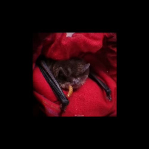 Video post from ortbatpunk.