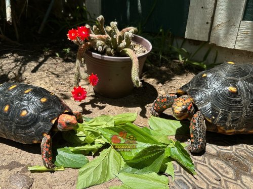 Carousel post from carapacecritters.