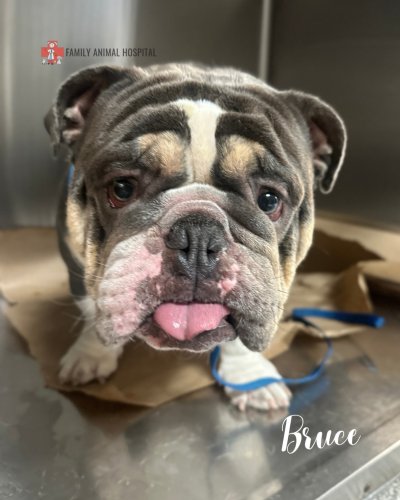 Photo post from familyanimalhospitalcm.