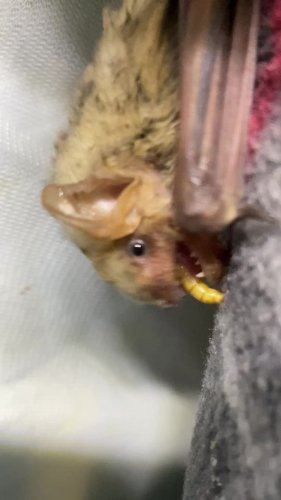 Video post from forthebirdsofacadiana.