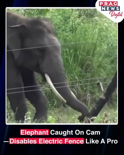 Video post from pragnewsofficial.