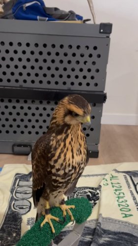 Video post from desertkingsfalconry.
