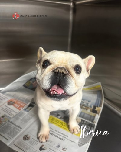 Photo post from familyanimalhospitalcm.