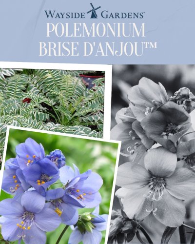 Photo post from musthaveperennials.