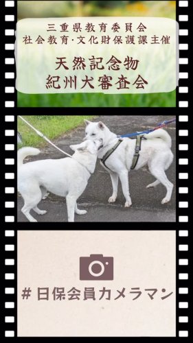デザインいいとこ発見隊！（第4回犬種別人気デザイン編