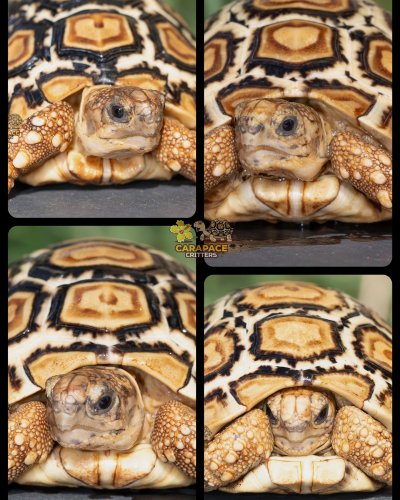 Photo post from carapacecritters.