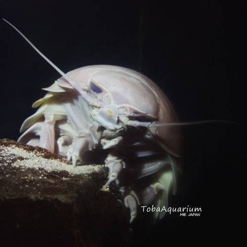 Photo post from toba_aquarium.official.