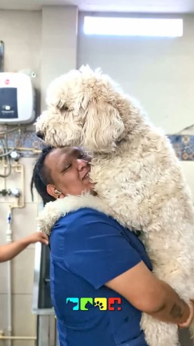 Video post from medicalpettj.