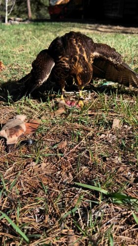 Video post from desertkingsfalconry.