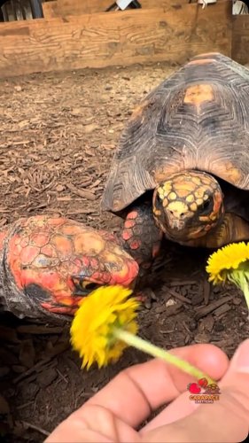 Video post from carapacecritters.