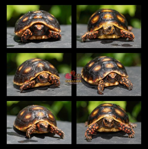 Photo post from carapacecritters.