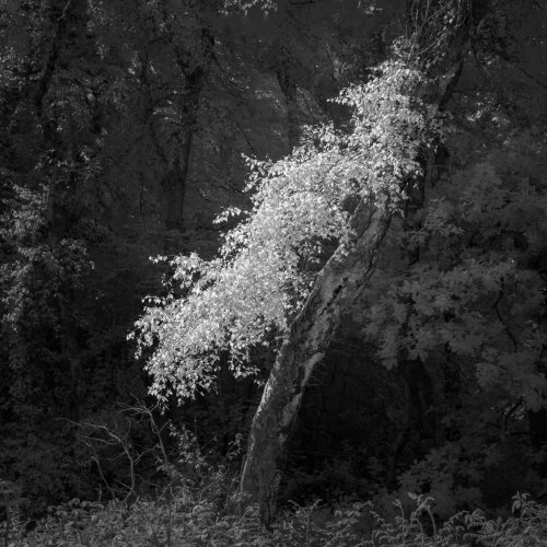 Photo post from rpslandscape.