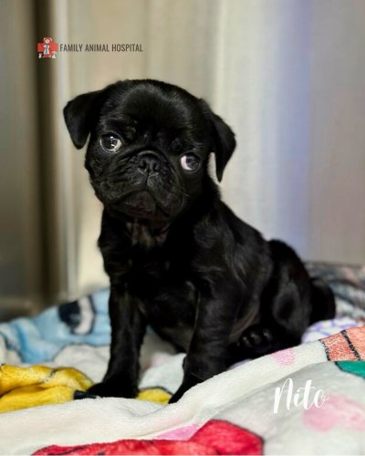 Carousel post from familyanimalhospitalcm.