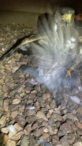 Video post from desertkingsfalconry.