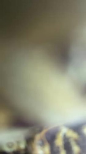 Video post from nighathashmi.