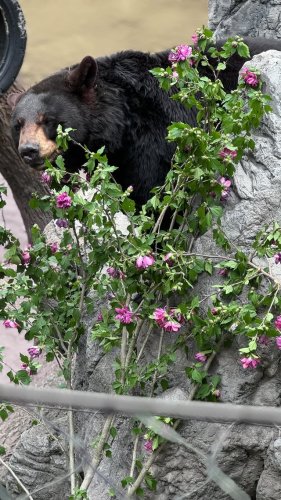 Video post from obermountain.