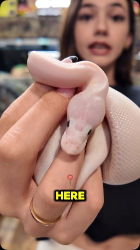 Video post from njexoticpets.