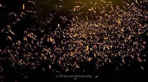 Photo post from jillwussowphotography.