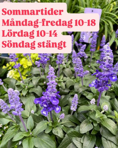 Photo post from blomsterborsen.