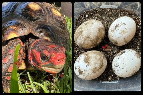 Photo post from carapacecritters.