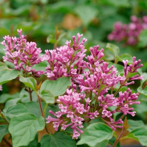 Photo post from backyardgardener.