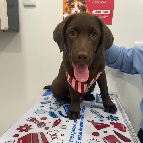 Carousel post from clinica_veterinaria_dourosul.