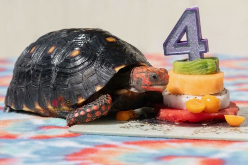 Carousel post from carapacecritters.