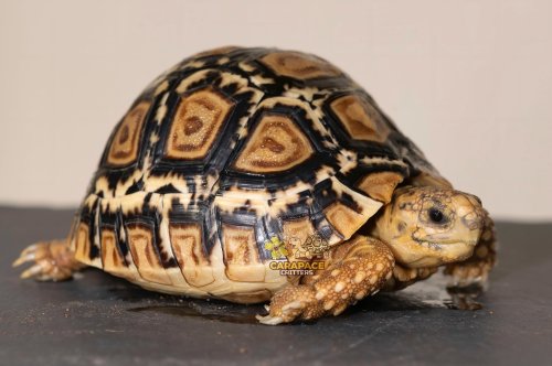 Carousel post from carapacecritters.