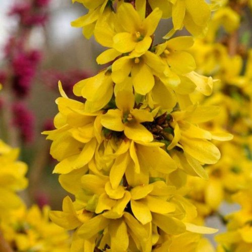 Photo post from backyardgardener.