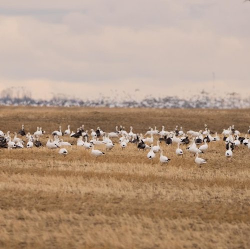 Photo post from northernskiesoutfitters.