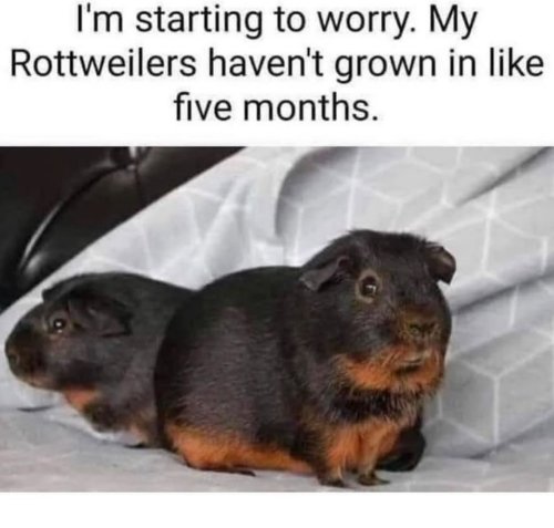 Photo post from njexoticpets.