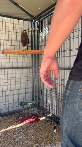 Video post from desertkingsfalconry.