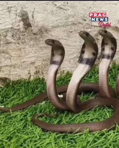 Video post from pragnewsofficial.