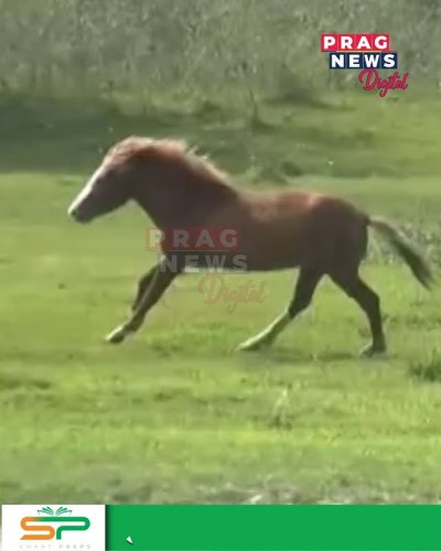 Video post from pragnewsofficial.