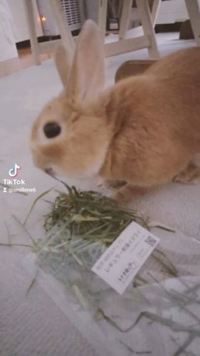 うさぎ畑　レギュラータイプ　乾燥イタライ　6袋　200g うさぎ レギュラータイプ乾燥イタライ – ペットライ