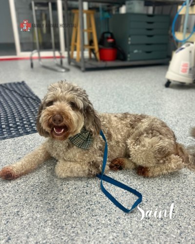 Photo post from familyanimalhospitalcm.