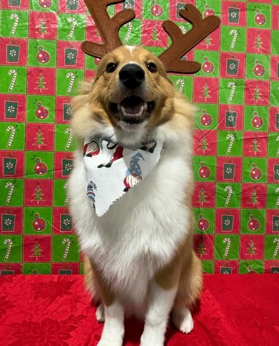 Carousel post from k9playtimedoggydaycare.