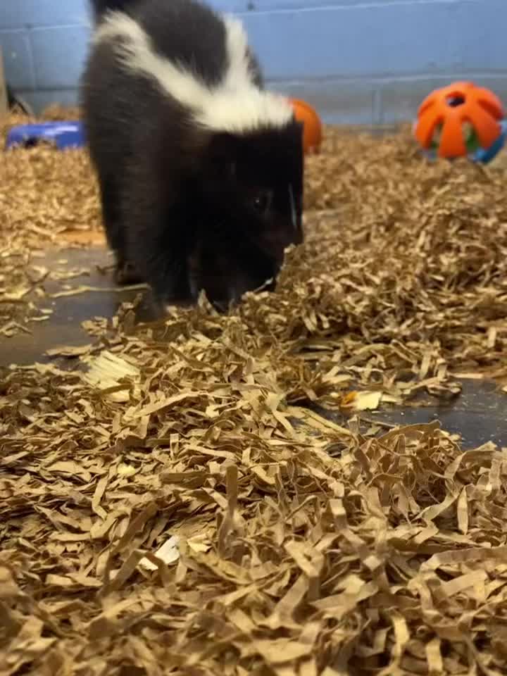 Carousel post from njexoticpets.