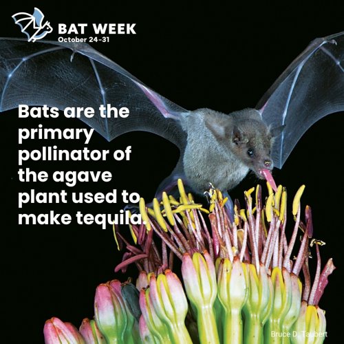 Photo post from batweek.