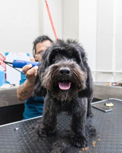 Photo post from medicalpettj.