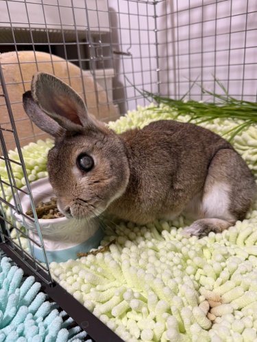うさぎ畑　レギュラータイプ　乾燥イタライ　6袋　200g うさぎ うさぎさんのためのイタリアンライグラス（レギュラー乾燥