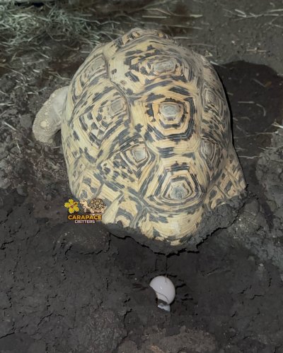 Photo post from carapacecritters.