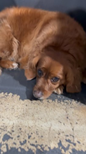Video post from k9playtimedoggydaycare.