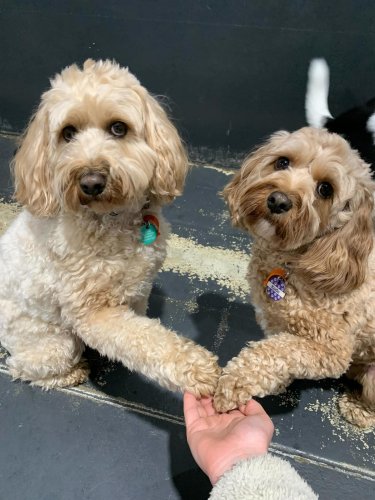 Carousel post from k9playtimedoggydaycare.